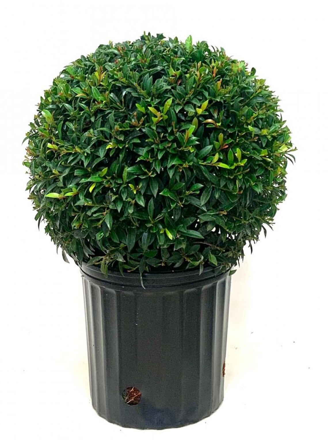Eugenia Globe Topiary Live Plant in a 10 Inch Pot Eugenia Etsy