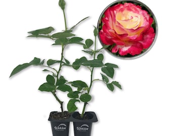 Double Delight Rose Bush - Live Starter Plants in 2 Inch Pots - Beautifully Fragrant Rose from Florida - Stunning Hybrid Tea Rose...