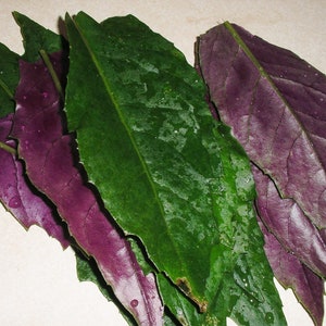Okinawa Spinach (Gynura Crepioides) Live Plant - 3" Pot, Edible Perennial From Wellspring Gardens