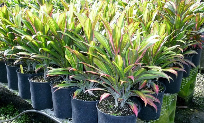 Cordyline Kiwi Ti Plant Live Plant in an 10 Inch Growers Pot | Etsy