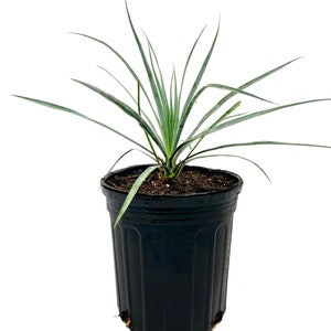 Silver Yucca Live Plant in a 1 Gallon Growers Pot Yucca Rostrata Rare Outdoor Ornamental Slow Growing Evergreen Tree image 2