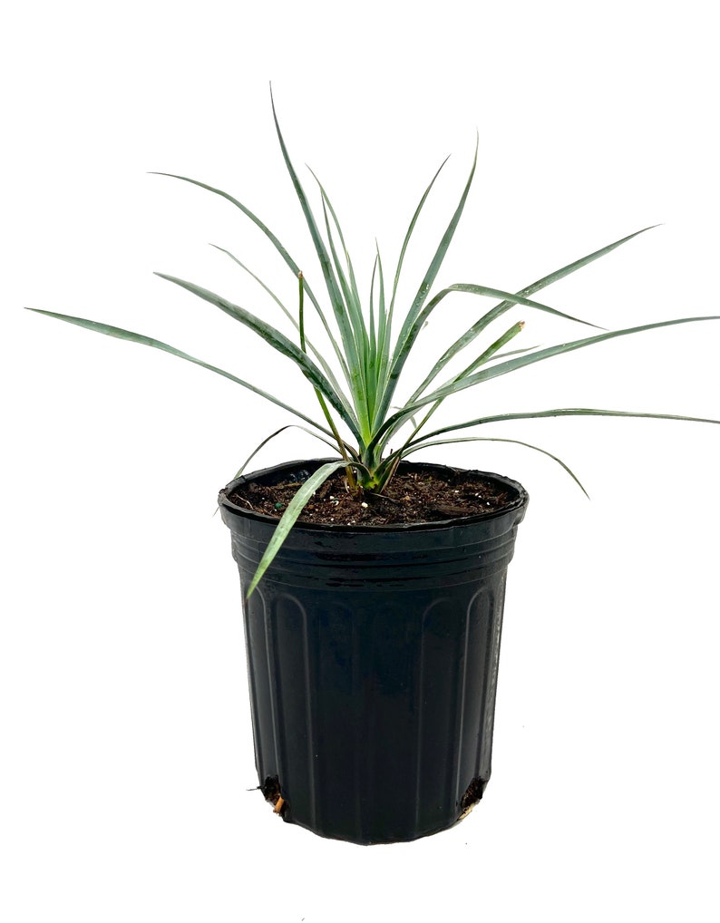 Silver Yucca Live Plant in a 1 Gallon Growers Pot Yucca Rostrata Rare Outdoor Ornamental Slow Growing Evergreen Tree image 2