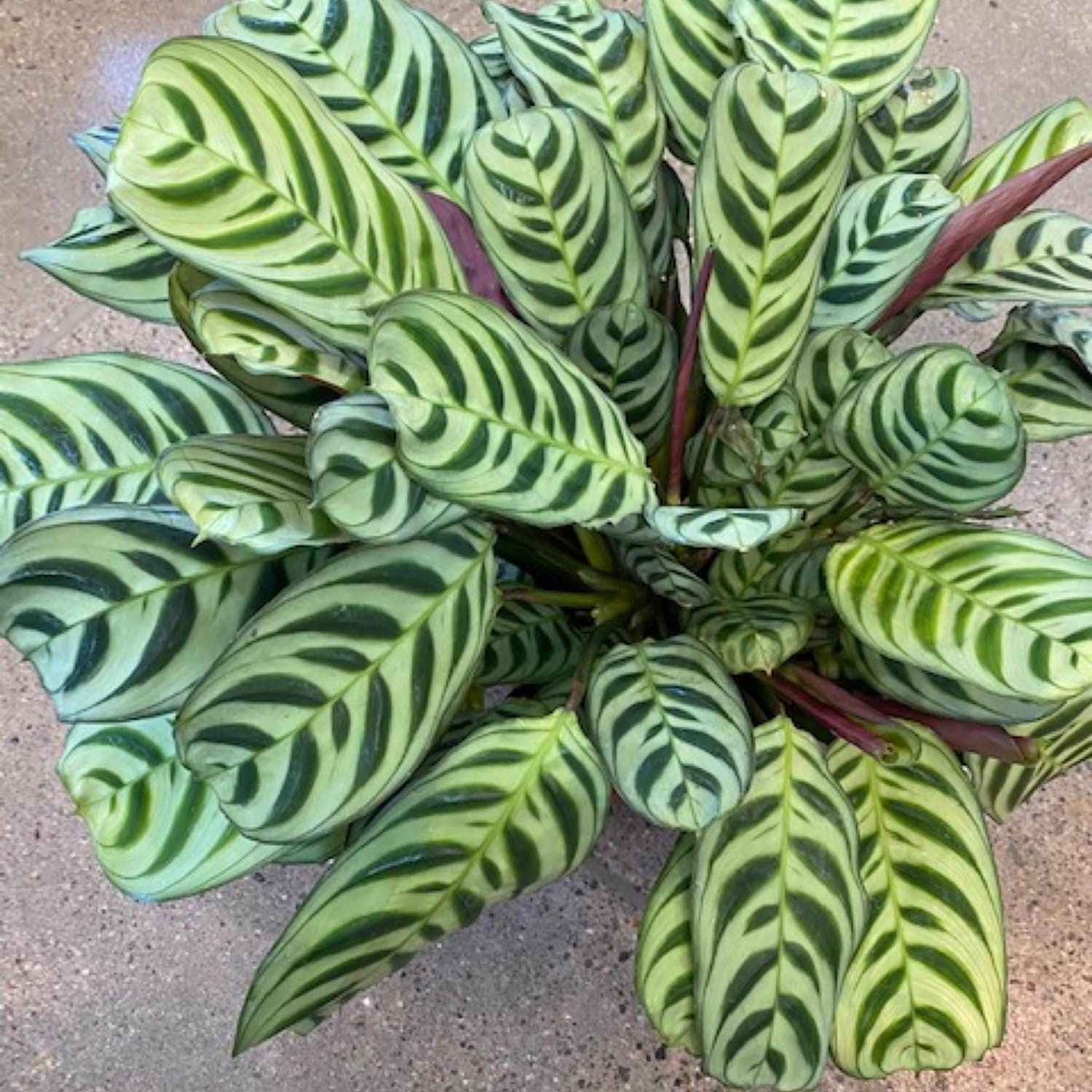 Calathea Burle Marxii Prayer Plant - Live Plants in 4 Inch Pots - Calathea Burle Marxii - Beautiful and Elegant Indoor Houseplants from...