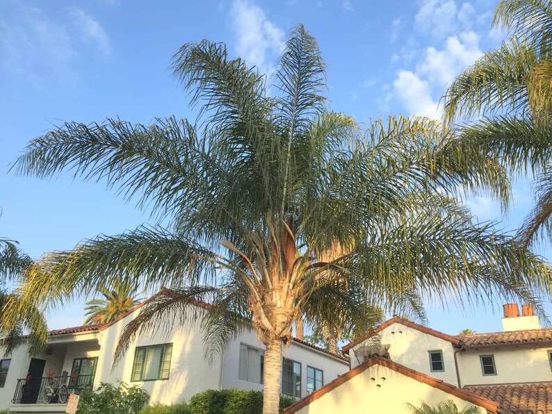Queen Palm Live Plant in an 10 Inch Growers Pot 3 to 4 Etsy