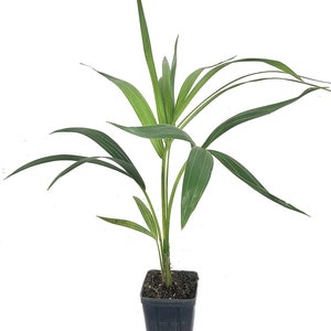 Kentia Palm - Live Plants in 4 Inch Growers Pots - Howea Forsteriana - Beautiful Clean Air Indoor Outdoor Houseplant