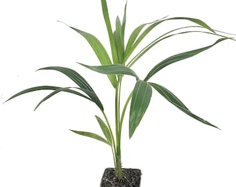 Kentia Palm - Live Plants in 4 Inch Growers Pots - Howea Forsteriana - Beautiful Clean Air Indoor Outdoor Houseplant