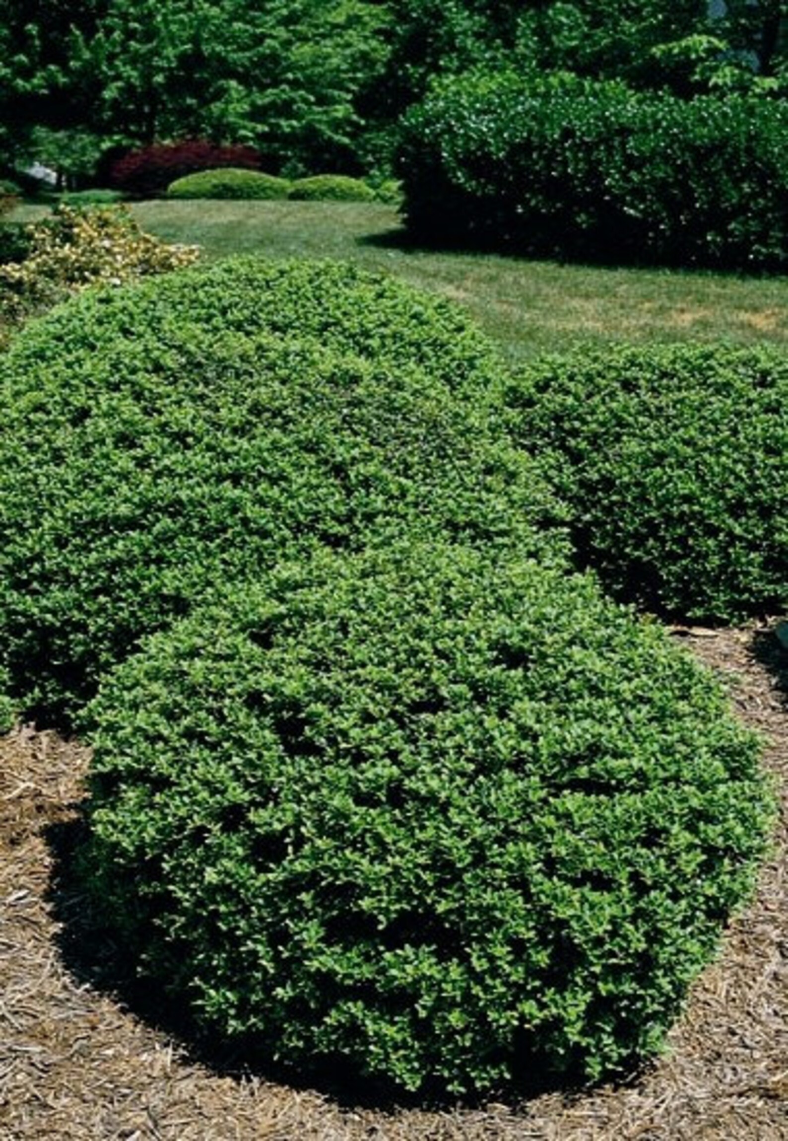 Soft Touch Compact Japanese Holly Live Plant in a 6 Inch Pot Etsy