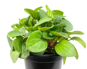 Peperomia Rana Verde - Live Plant in a 4 Inch Pot - Peperomia Albovittata ‘Rana Verde’ - Beautiful Air Purifying Indoor Houseplant