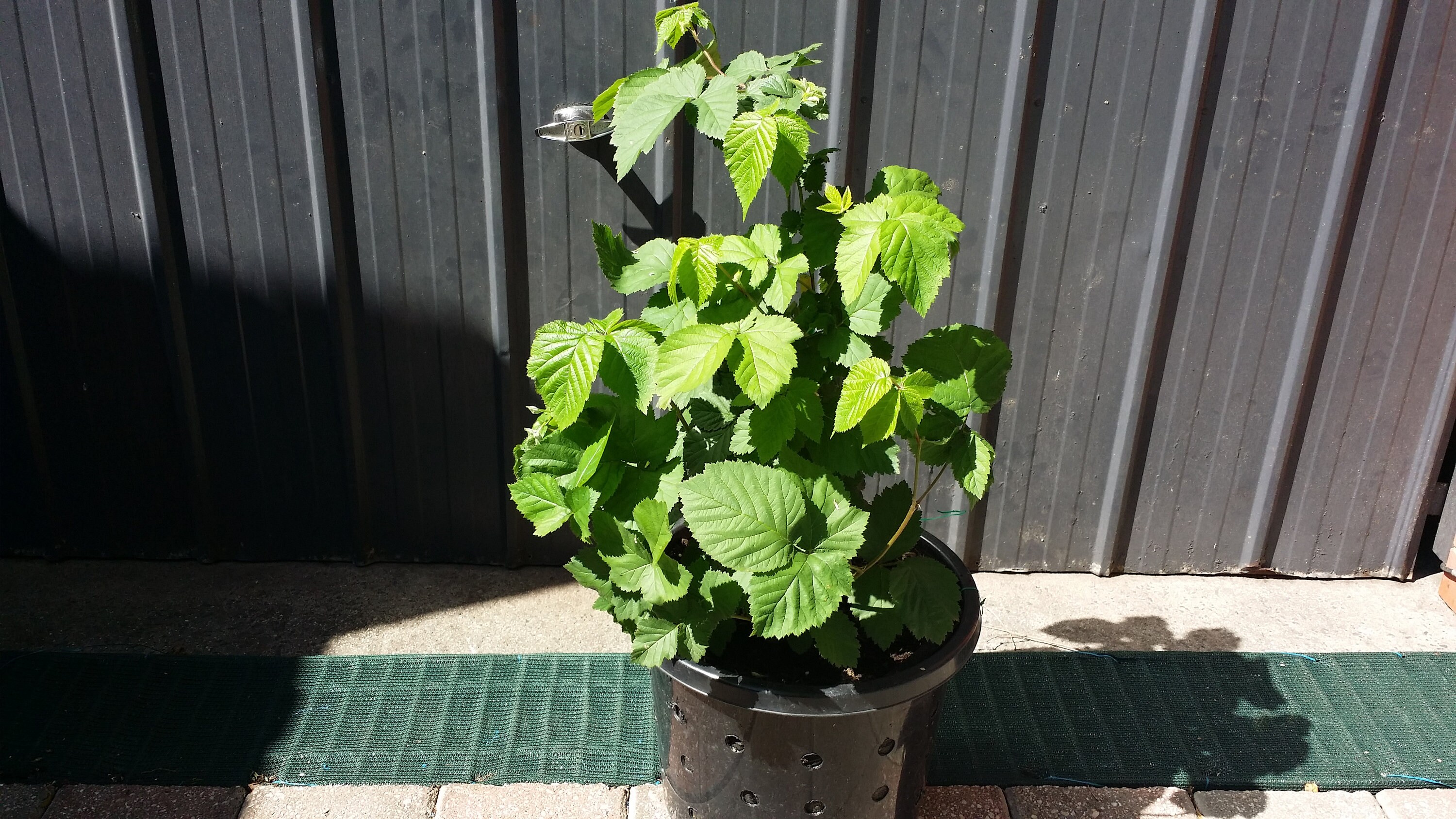 BlackBerry Plant Live Plant in a 1 Gallon Pot Variety Etsy