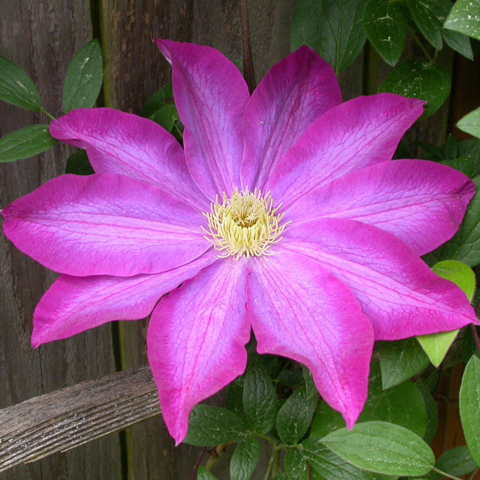Clematis Pink Champagne Live Plant in a 4 Inch Growers Pot Clematis X
