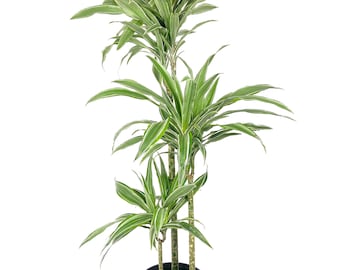 Dracaena Warneckii Cane - Live Plant in an 10 Inch Growers Pot - Dracaena Warneckii - Beautiful Indoor Air Purifying Houseplant