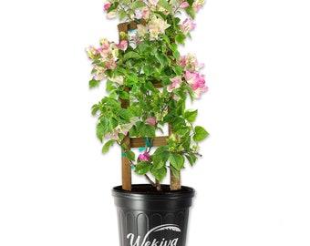 Imperial Thai Delight Bougainvillea with Trellis - Live Plant in a 10 Inch Pot - Beautiful Flowering Climber with Trellis Support