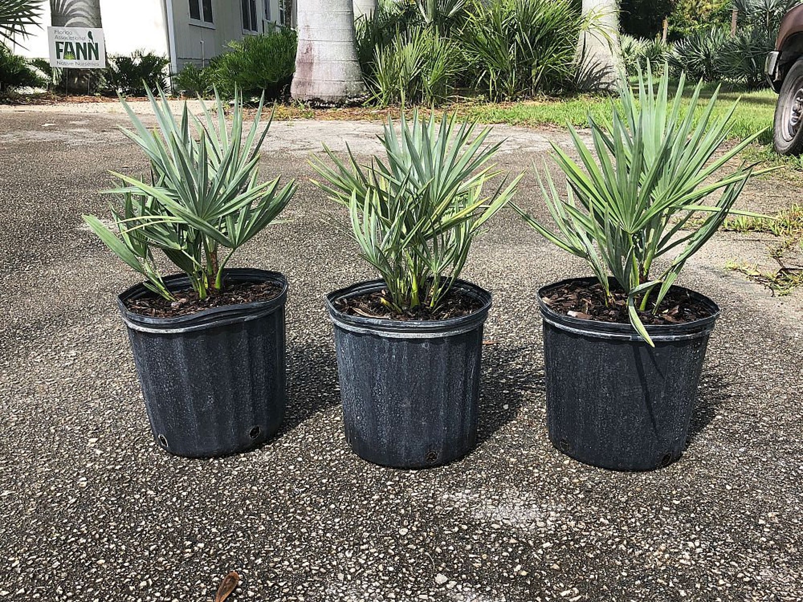 Silver Saw Palmetto Live Plant in a 3 Gallon Growers Pot Etsy