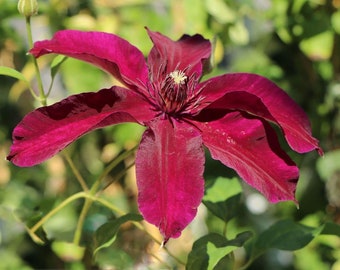 Clematis Huvi - Live Plants in 4 Inch Growers Pots - Clematis 'Huvi' - Starter Plants Ready for The Garden - Beautiful Scarlet Flowering...