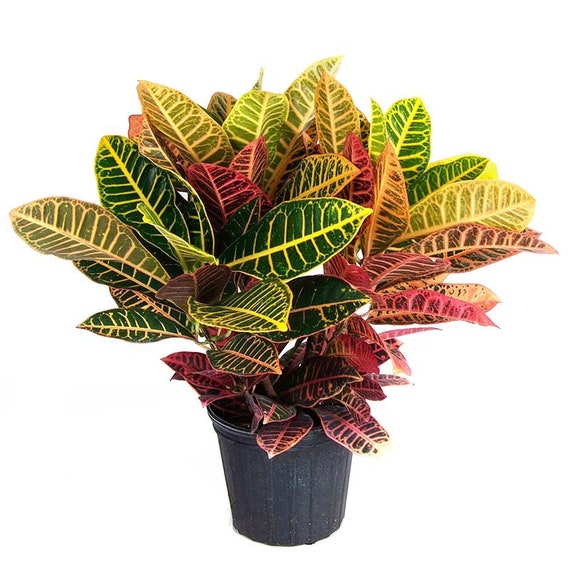 Croton Petra Live Plant in a 3 Gallon Pot Codiaeum Etsy