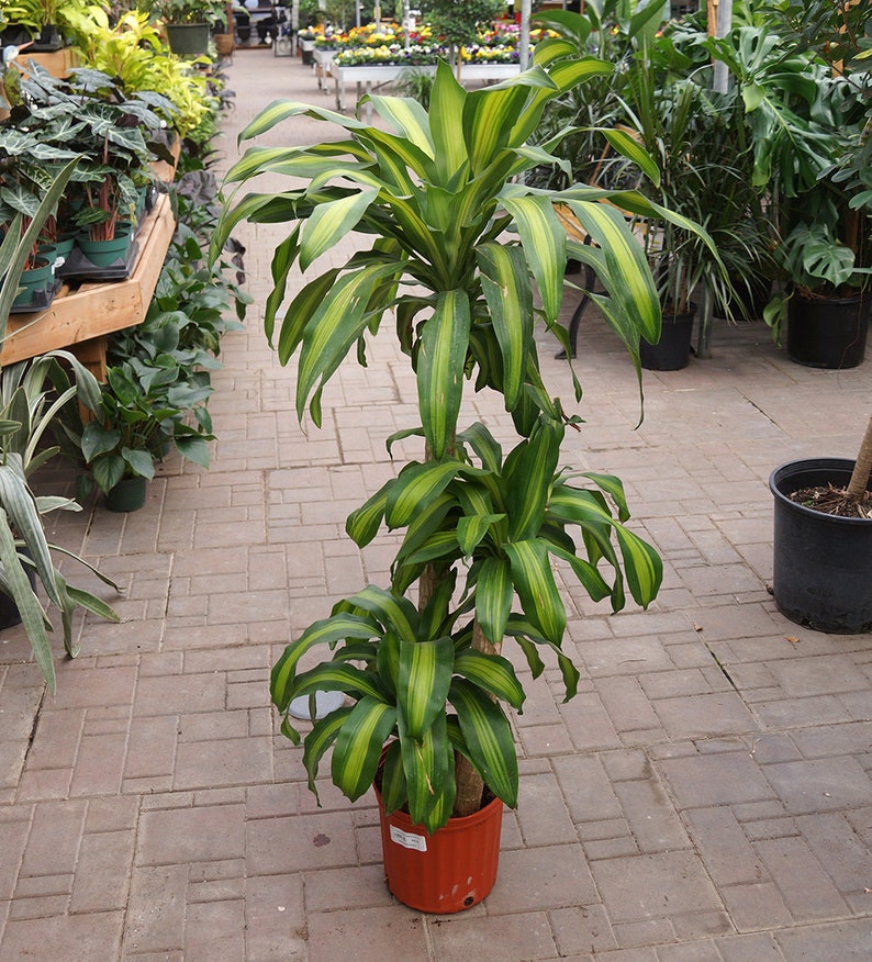 Dracaena Mass Cane Live Plant in a 10 Inch Pot 3 Staggered Etsy