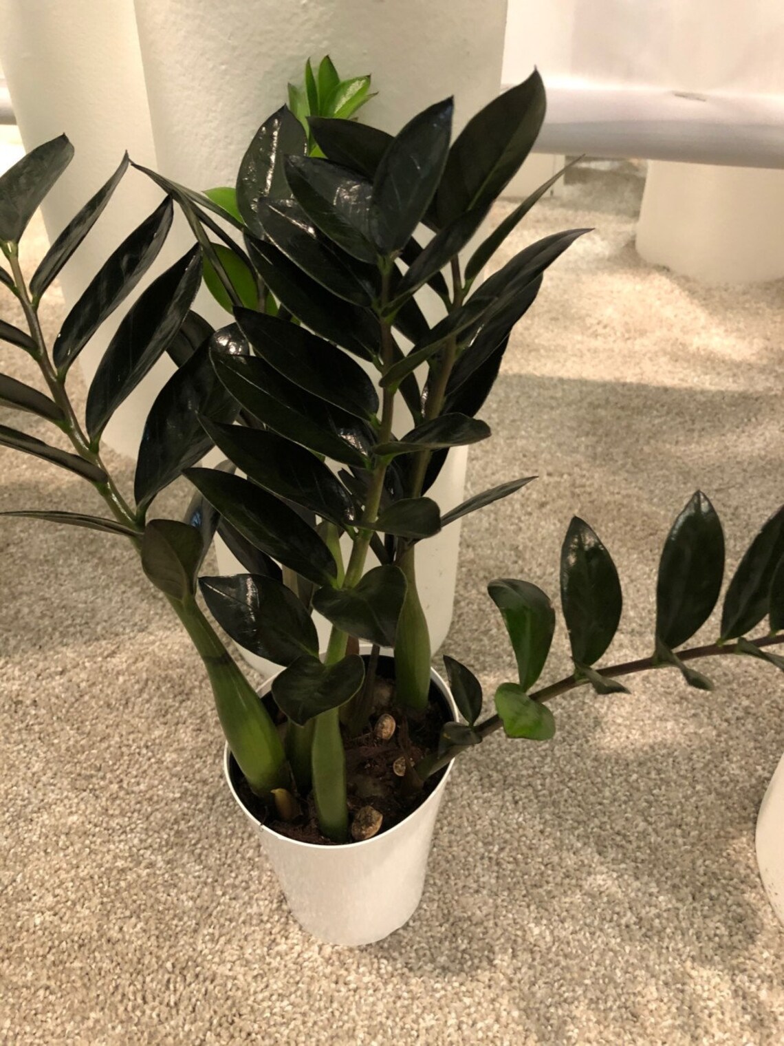 Nova Star ZZ Plant Live Plant in a 6 Inch Pot Zamioculcas Etsy