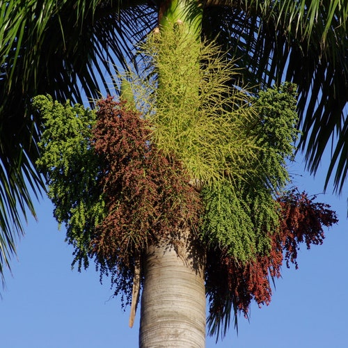 Royal Palm hotsell - Live Plant in a 3 Gallon Growers Pot - Roystonea Regia - Extremely Rare Ornamental Trees of The World