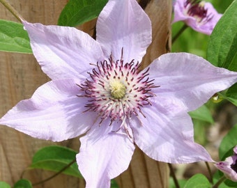 Clematis Pink Climador - Live Plant in a 4 Inch Growers Pot - Clematis 'Pink Climador' - Starter Plants - Beautiful Pink Flowering Vine