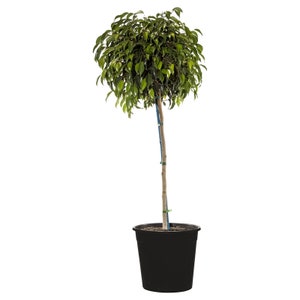 Ficus Benjamina Weeping Fig Standard - Live Plant in a 10 Inch Pot - Ficus Benjamina - Beautiful Ornamental Interior Tree