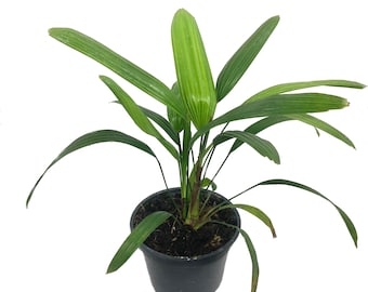 Lady Palm - Live Plant in a 4 Inch Growers Pot - Rhapis Excelsa - Beautiful Clean Air Indoor Outdoor Houseplant