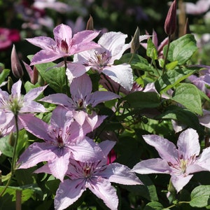 Clematis Hagley Hybrid Live Plant in a 4 Inch Growers Pot Clematis 'Hagley Hybrid' Starter Plants Ready for The Garden Beautiful image 5