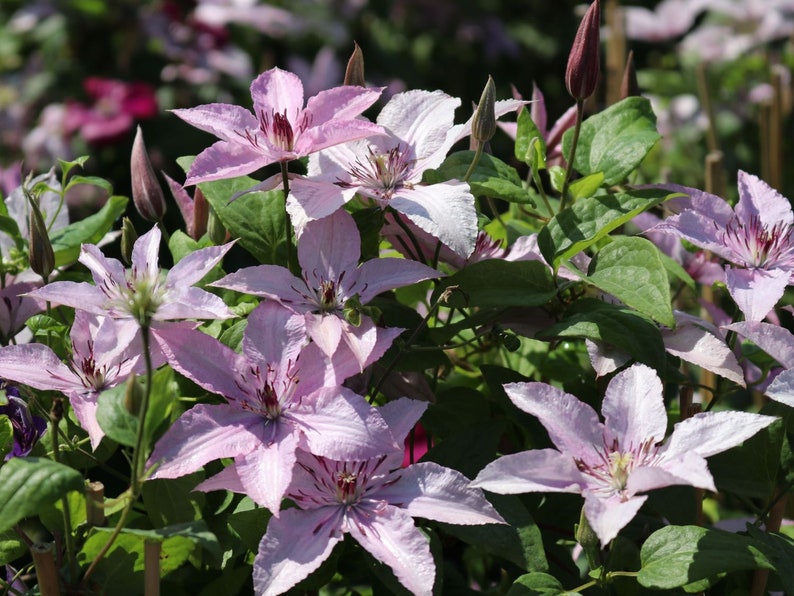 Clematis Hagley Hybrid Live Plant in a 4 Inch Growers Pot Clematis 'Hagley Hybrid' Starter Plants Ready for The Garden Beautiful image 5