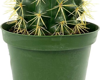 Golden Barrel Cactus - Live Plant in a 6 Inch Pot - Echinocactus Grusonii - Beautiful and Unique Cactus Succulent