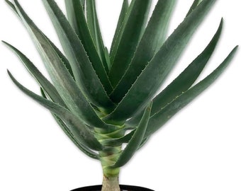 Hercules Aloe Tree - Live Plant in a 3 Gallon Growers Pot - Aloidendron 'Hercules' - Extremely Rare Outdoor Cold Tolerant Succulent