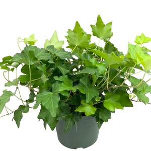 Green English Ivy - Live Plants in 6 Inch Pots - Hedera Helix - Beautiful Easy Care Indoor Air Purifying Houseplant Vine
