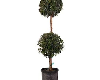 Eugenia 2 Ball Topiary - Live Plant in a 10 Inch Pot - Eugenia Myrtifolium - Beautifully Pruned Outdoor Topiary for Patios and Outdoor Decor