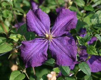 Clematis Polish Spirit - Live Plant in a 4 Inch Growers Pot - Clematis 'Polish Spirit' - Starter Plants Ready for The Garden - Beautiful