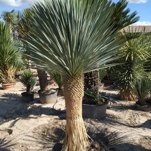 Silver Yucca Live Plant in a 1 Gallon Growers Pot Yucca Rostrata Rare Outdoor Ornamental Slow Growing Evergreen Tree image 6