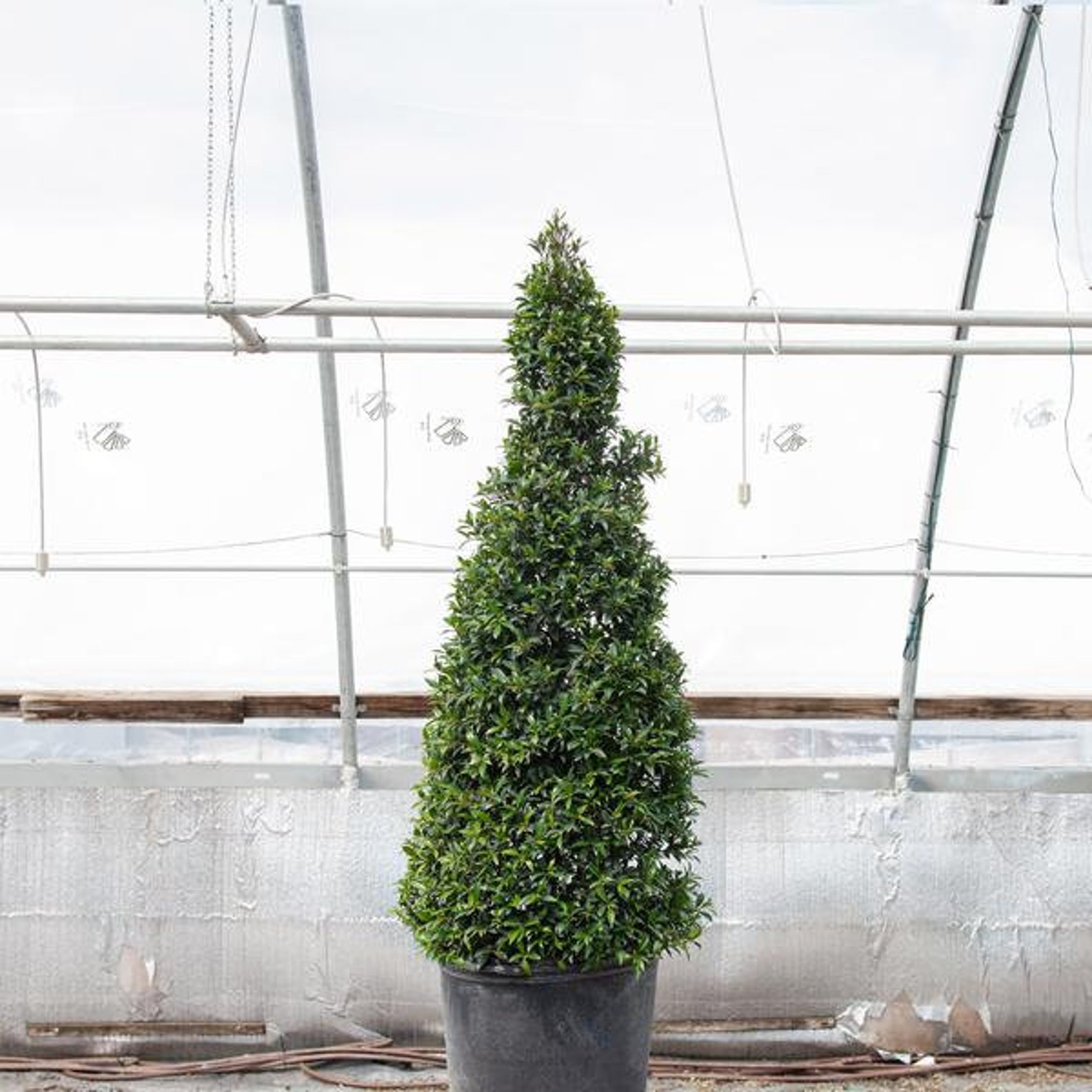 Eugenia Cone Topiary Live Plant in a 10 Inch Pot Eugenia | Etsy