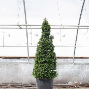 Eugenia Cone Topiary Live Plant in a 10 Inch Pot Eugenia Myrtifolium