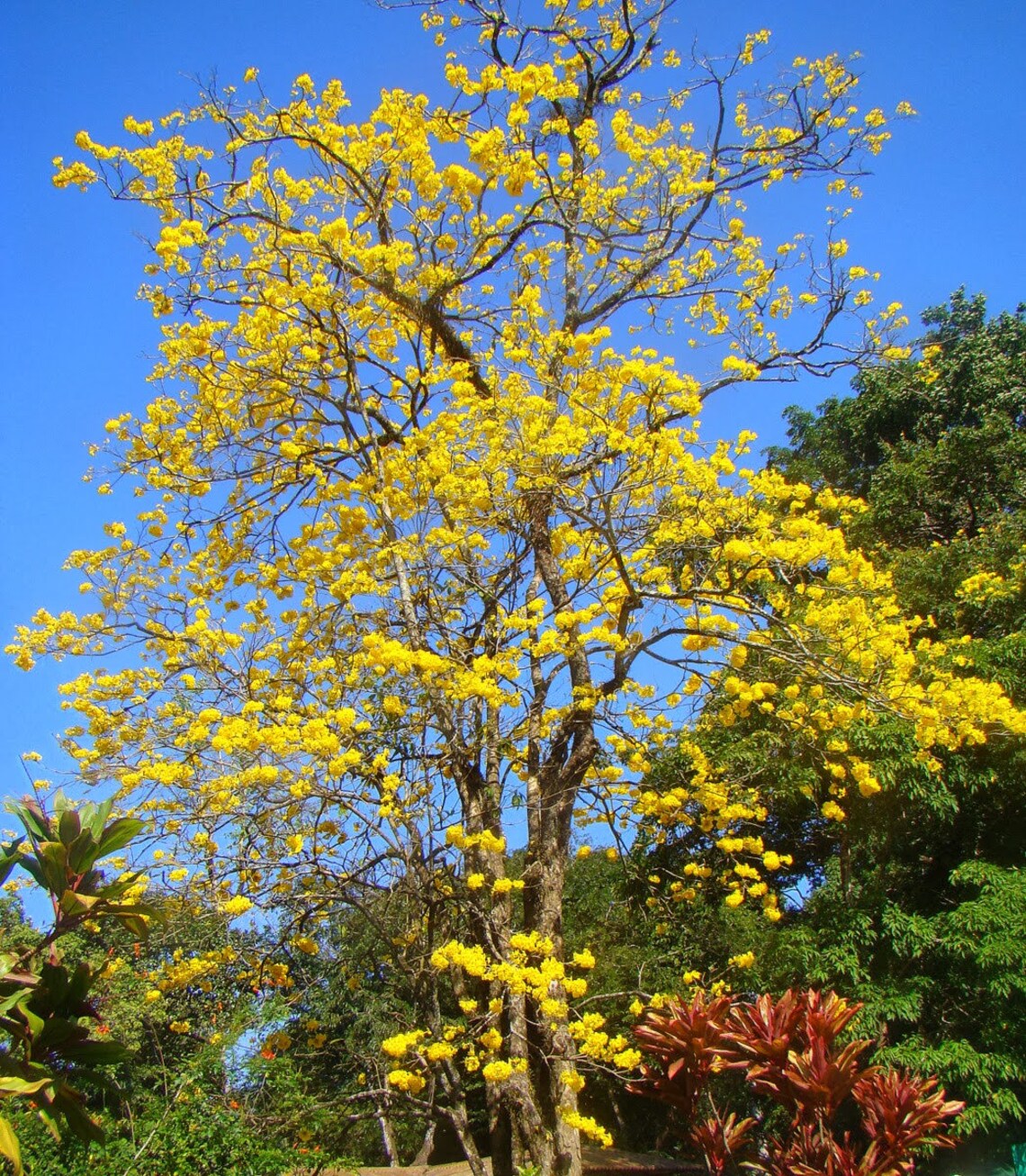 Yellow Tabebuia Trumpet Tree Live Plant in a 4 Inch Pot Etsy