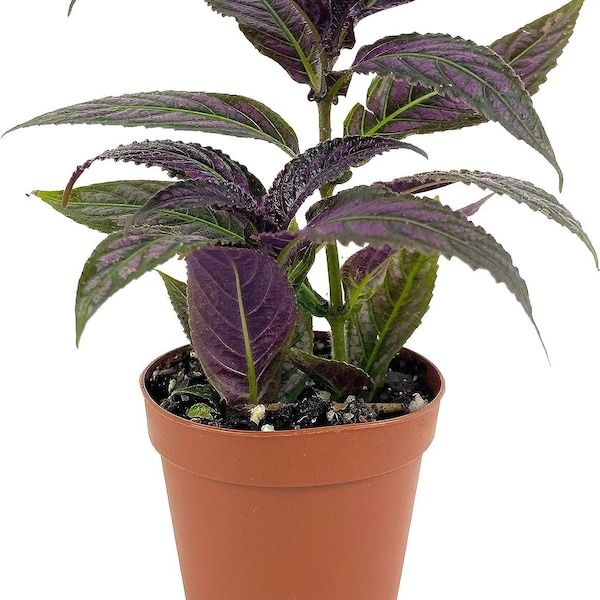 Persian Shield Plant - Live Starter Plants in 2 Inch Pots - Strobilanthes Dyerianus - Rare Indoor Outdoor Houseplant
