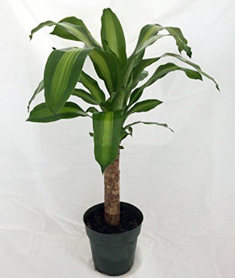 Dracaena Mass Cane Corn Plant Live Plant in a 6 Inch Pot Etsy