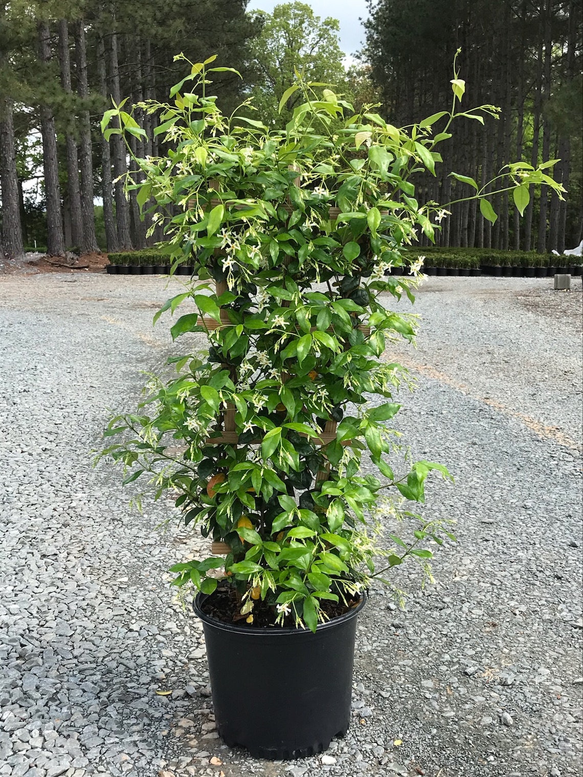 Confederate Jasmine With Trellis Live Plant in a 3 Gallon Etsy