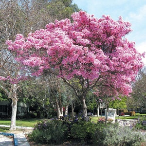 Pink Tabebuia Trumpet Tree Live Plant in a 3 Gallon Pot Tabebuia Heterophylla Beautiful Flowering Tree image 2