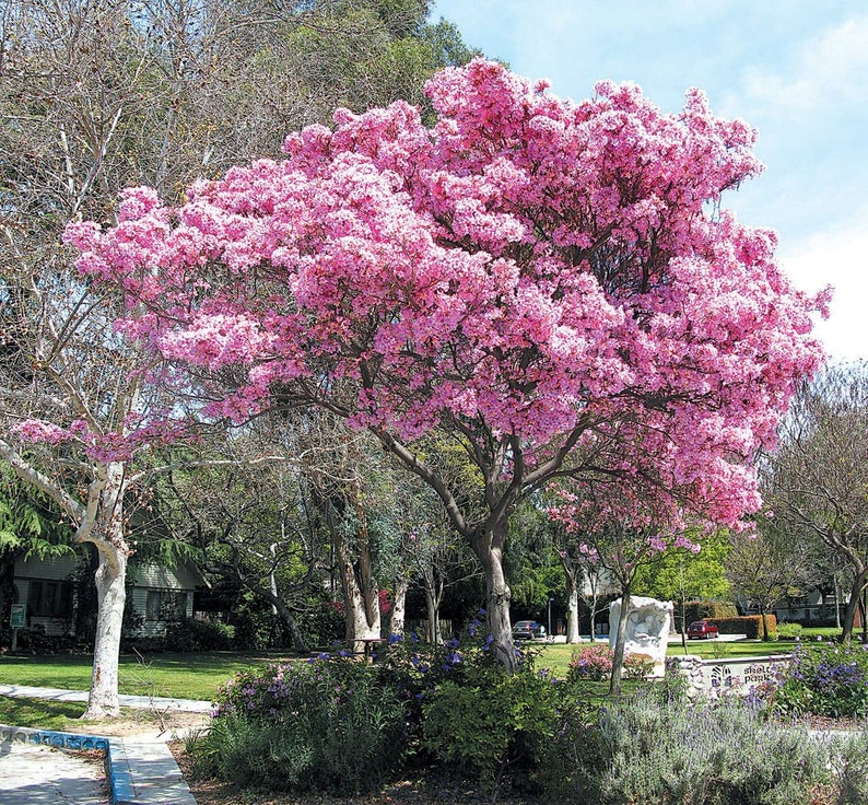 Pink Tabebuia Trumpet Tree Live Plant in a 3 Gallon Pot Tabebuia Heterophylla Beautiful Flowering Tree image 2