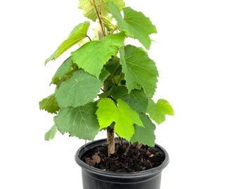 Grape Vine Plant - Live Plant in a 6 Inch Growers Pot - Variety is Grower's Choice Based on Health, Beauty and Season - Edible Fruit Bearing