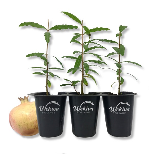 Pomegranate Tree - 3 Live Tissue Culture Starter Plants - Edible Fruit Bearing Tree for The Patio and Garden