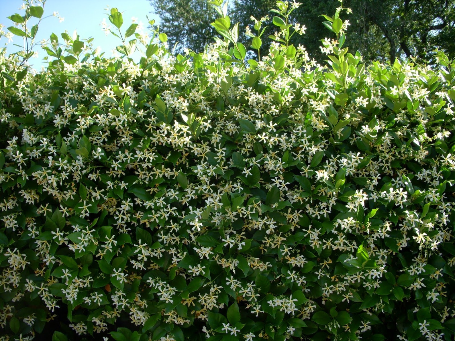 Confederate Jasmine With Trellis Live Plant in a 3 Gallon Etsy