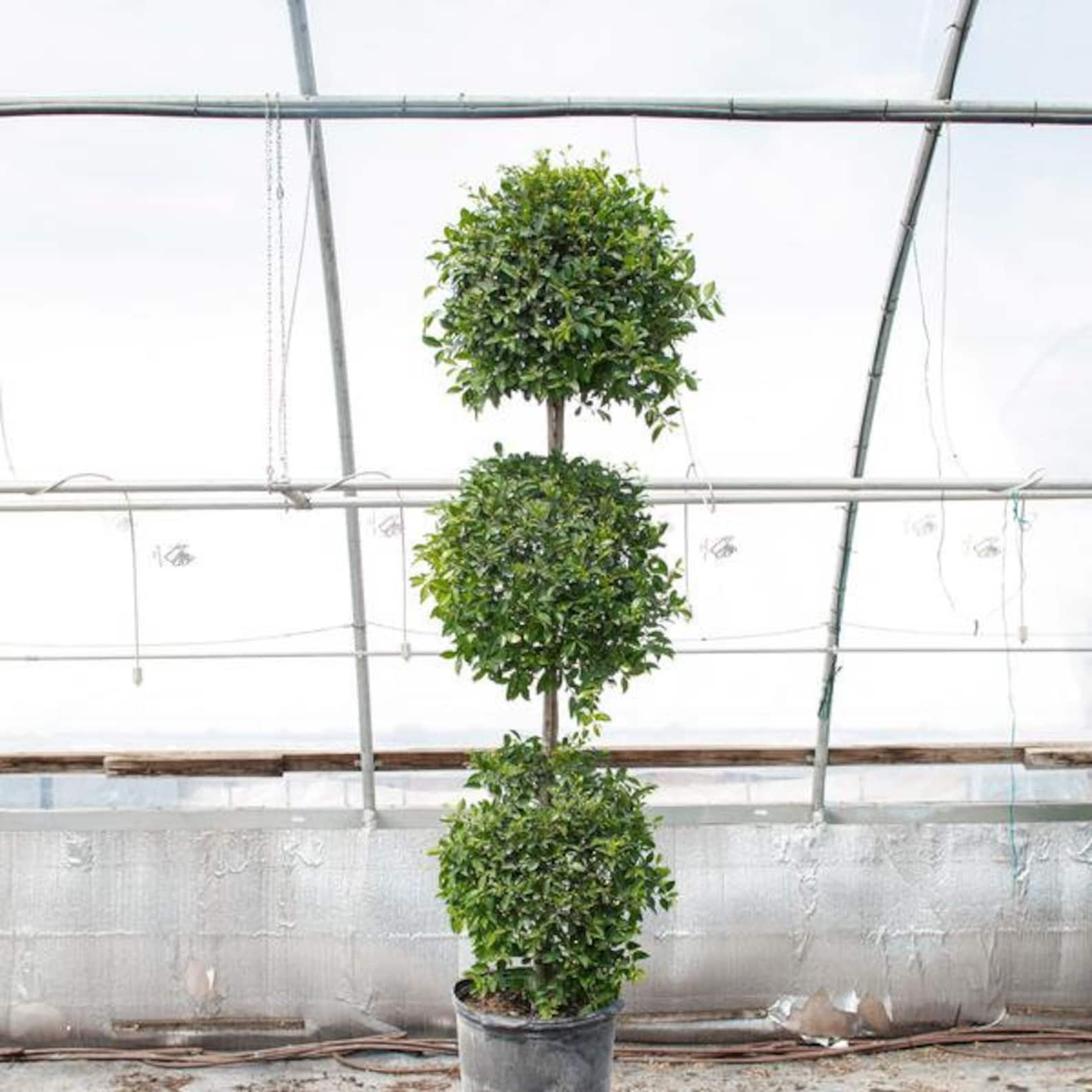 Eugenia Three Ball Topiary Live Plant in a 10 Inch Pot Etsy