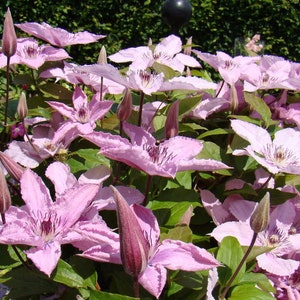 Clematis Hagley Hybrid Live Plant in a 4 Inch Growers Pot Clematis 'Hagley Hybrid' Starter Plants Ready for The Garden Beautiful image 2