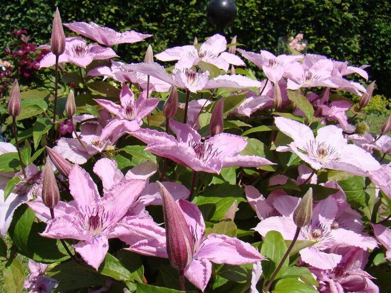 Clematis Hagley Hybrid Live Plant in a 4 Inch Growers Pot Clematis 'Hagley Hybrid' Starter Plants Ready for The Garden Beautiful image 2