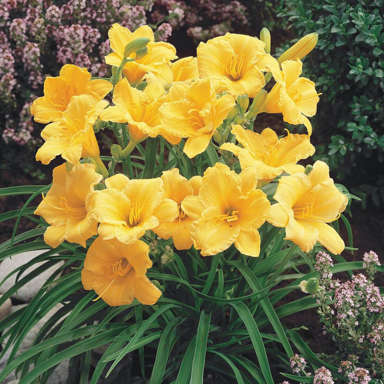 stella d oro daylily stella d oro daylily