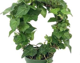 English Ivy Hoop - Live Plants in 4 Inch Pots - Hedera Helix - Florist Quality - Beautiful Easy Care Indoor Air Purifying Topiary...