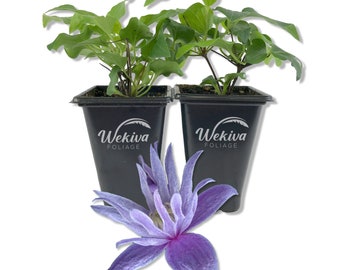 Clematis Alpina Blue Dancer - Live Starter Plants in 2 Inch Growers Pots - Starter Plants Ready for The Garden - Rare Clematis for...